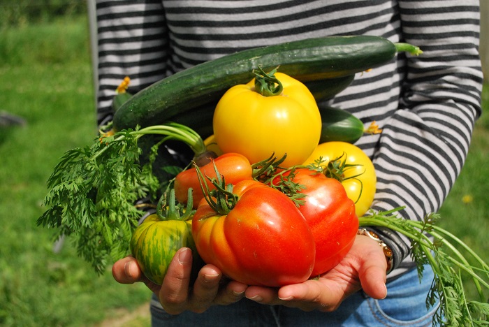 Choosing your tomatoes: grow diversity in your vegetable garden!
