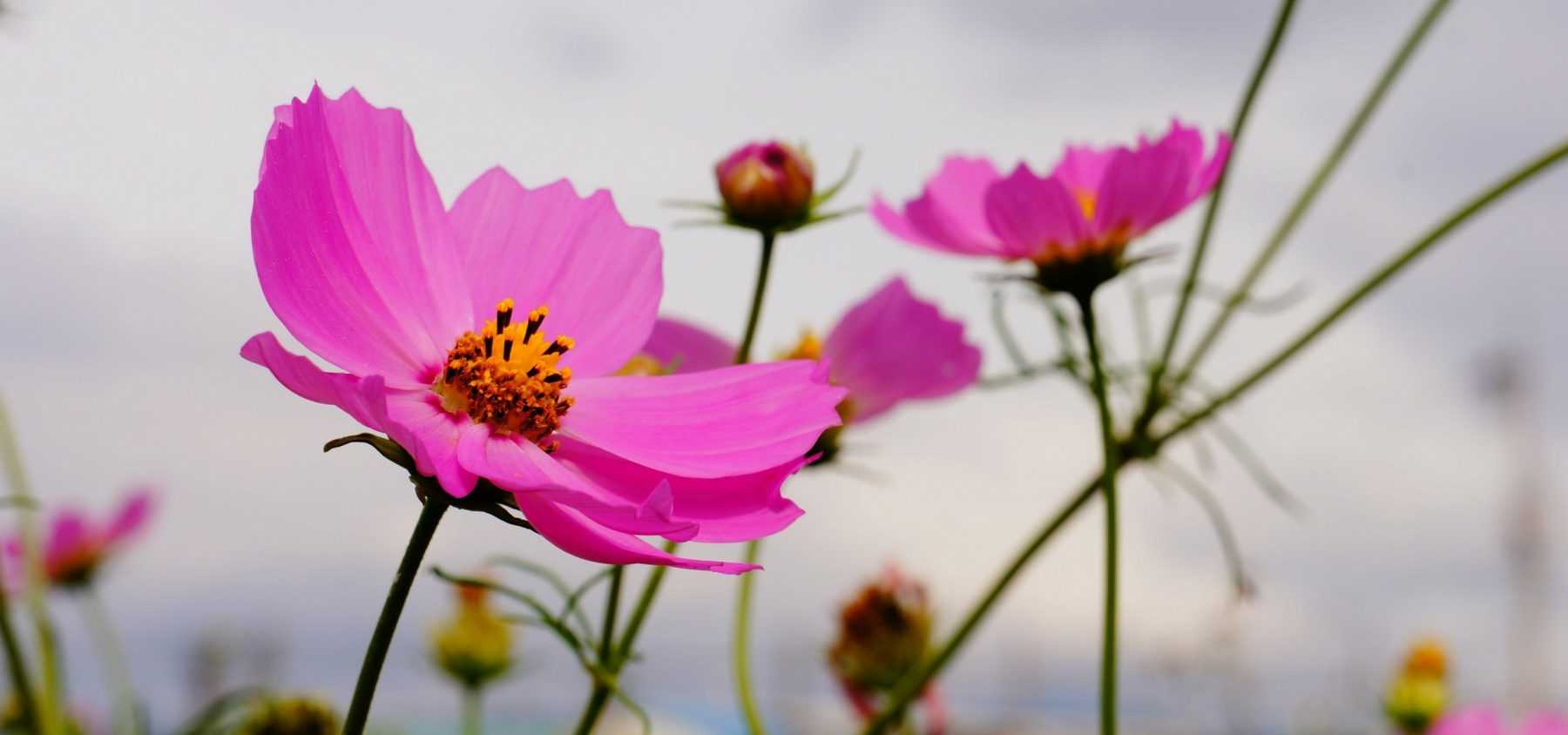 How to sow annual seeds: directly in the ground or in seed trays?