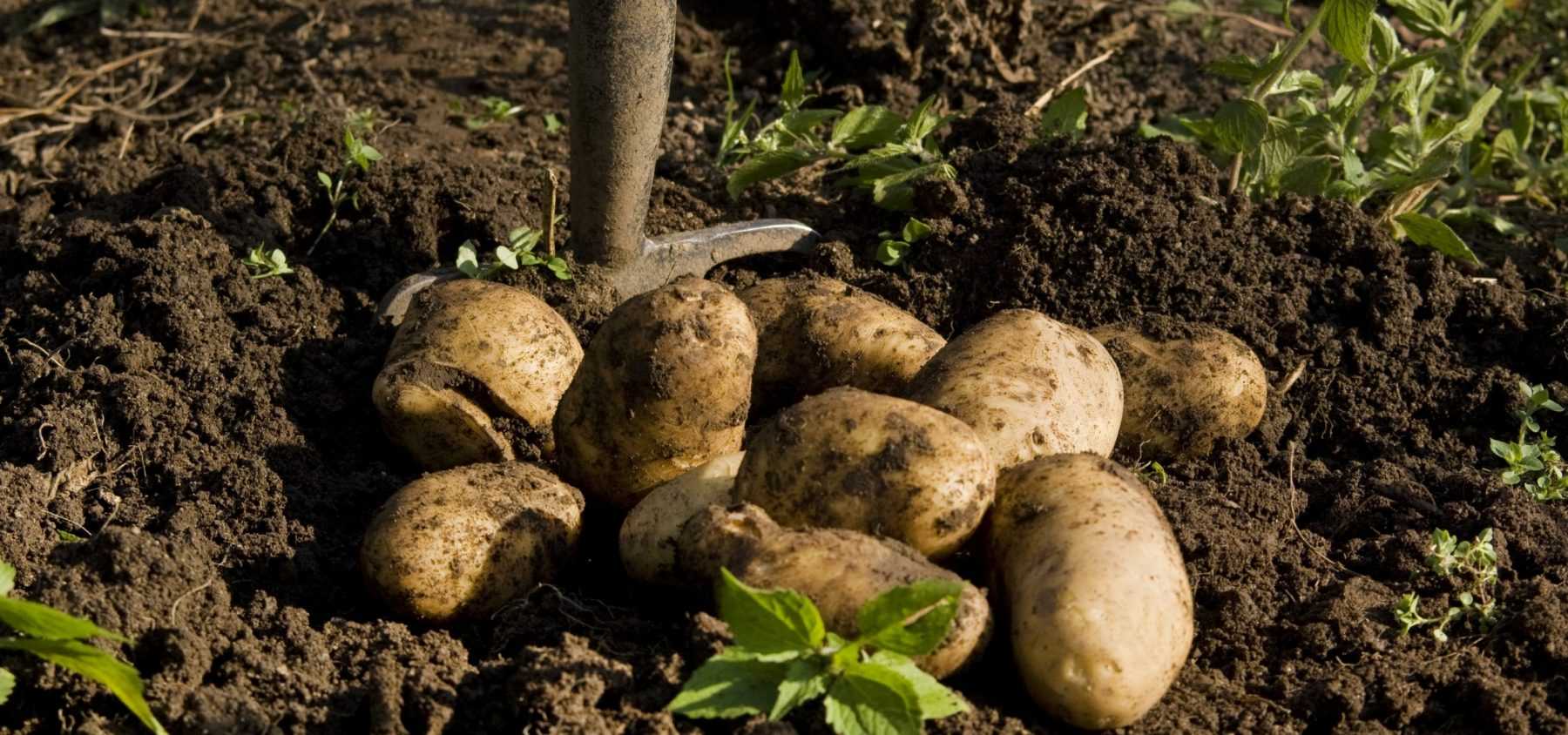 Growing, Harvesting and Storing Potatoes