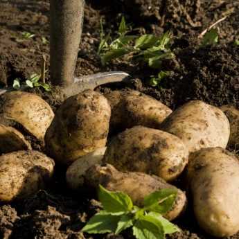 Growing, Harvesting and Storing Potatoes