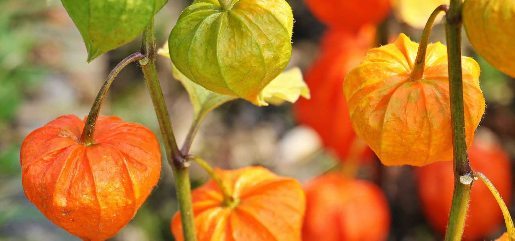 Growing Physalis
Physalis, also known as Cape gooseberries or ground cherries, are delightful plants that produce small, golden fruits encased in papery husks. These easy-to-grow plants thrive in sunny spots with well-drained soil, making them a charming addition to any garden.
**Planting & Care**
Sow seeds indoors in early spring or plant outdoors after the last frost. Physalis prefer full sun and require minimal maintenance—just regular watering and occasional feeding. The fruits mature in late summer, their husks turning from green to a delicate beige when ripe.
**Harvesting & Uses**
Pick the fruits when the husks are dry and papery. Enjoy them fresh, in jams, or as decorative garnishes. Their sweet-tart flavour adds a unique twist to desserts and salads.
A rewarding choice for both novice and experienced gardeners, physalis bring beauty and flavour to your outdoor space.