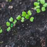 Thinning out seedlings