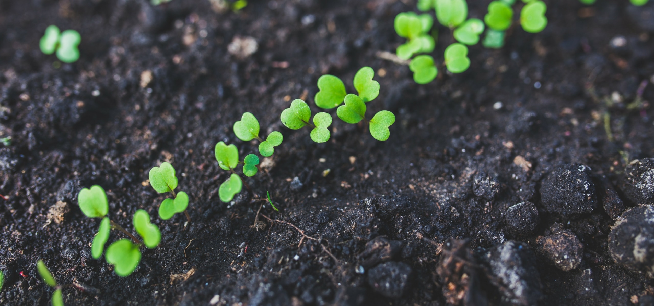 Thinning of sowings