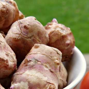 Complete Guide to Planting and Successfully Growing Jerusalem Artichokes in Your Garden