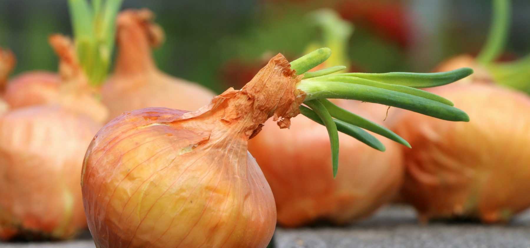 Harvesting and Storing Garlic, Onion, and Shallot