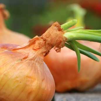 Harvesting and Storing Garlic, Onion, and Shallot