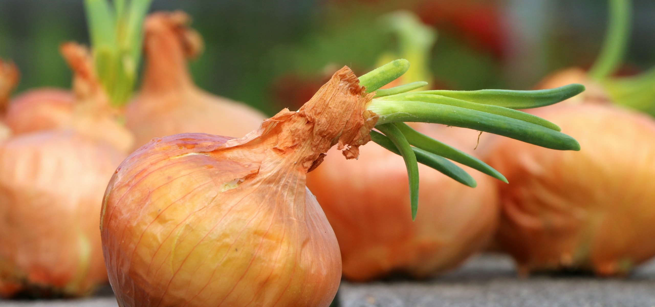 Harvesting and Storing Garlic, Onion, and Shallot