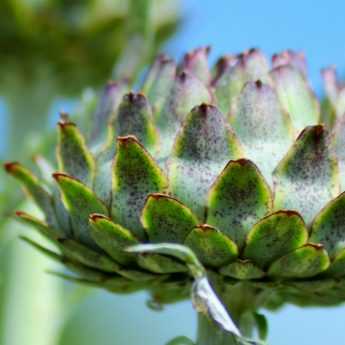Growing Artichokes Successfully