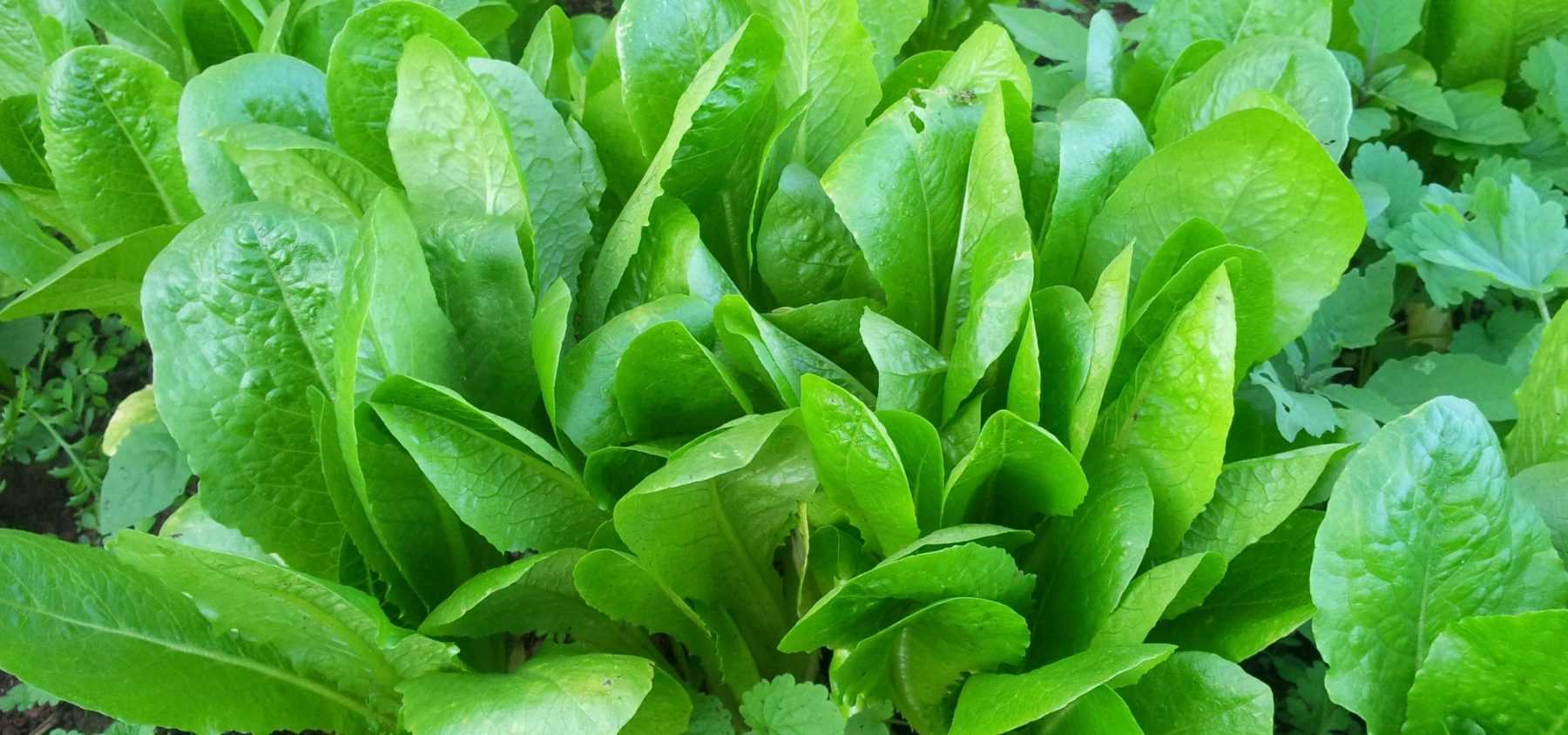 Growing Chicory Successfully