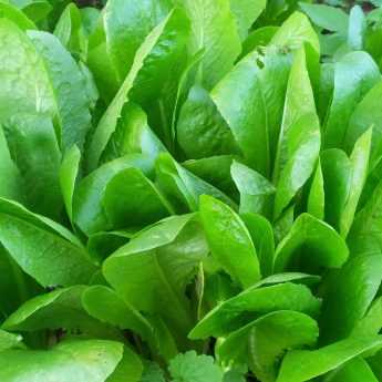 Growing Chicory Successfully