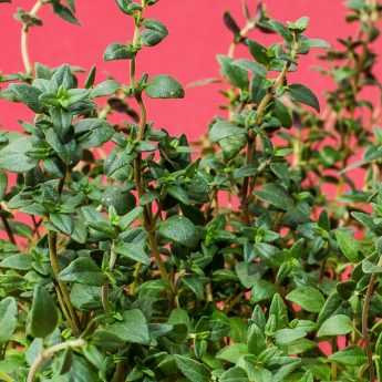 Sowing aromatic herbs