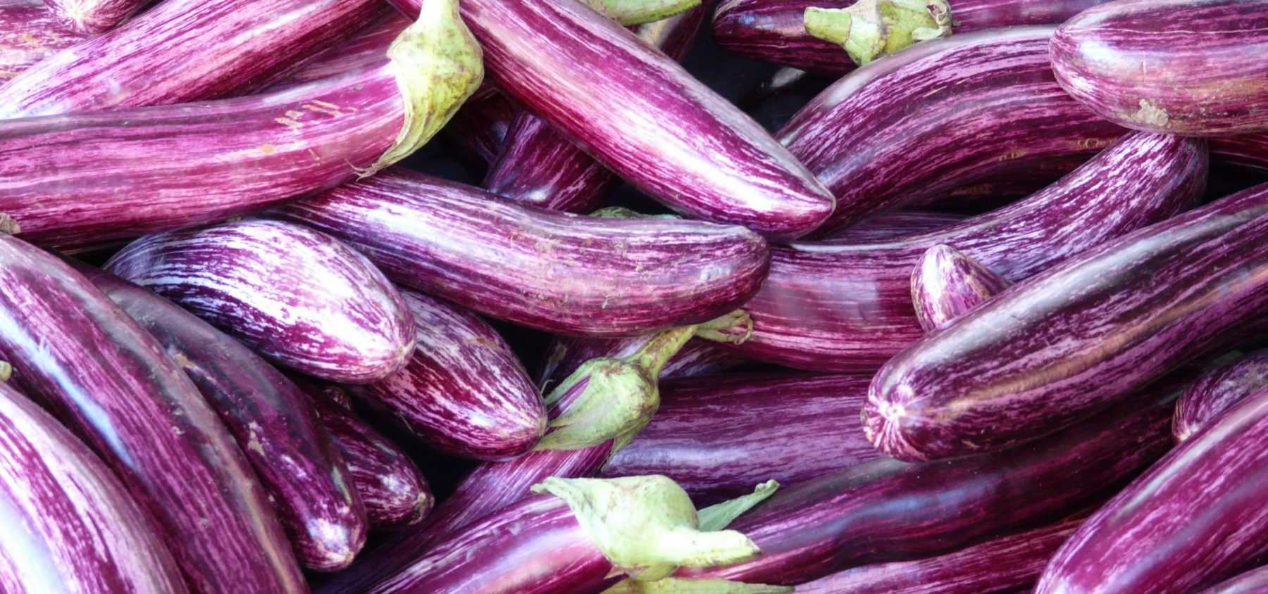 Growing aubergines successfully