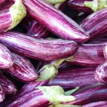 Growing aubergines successfully