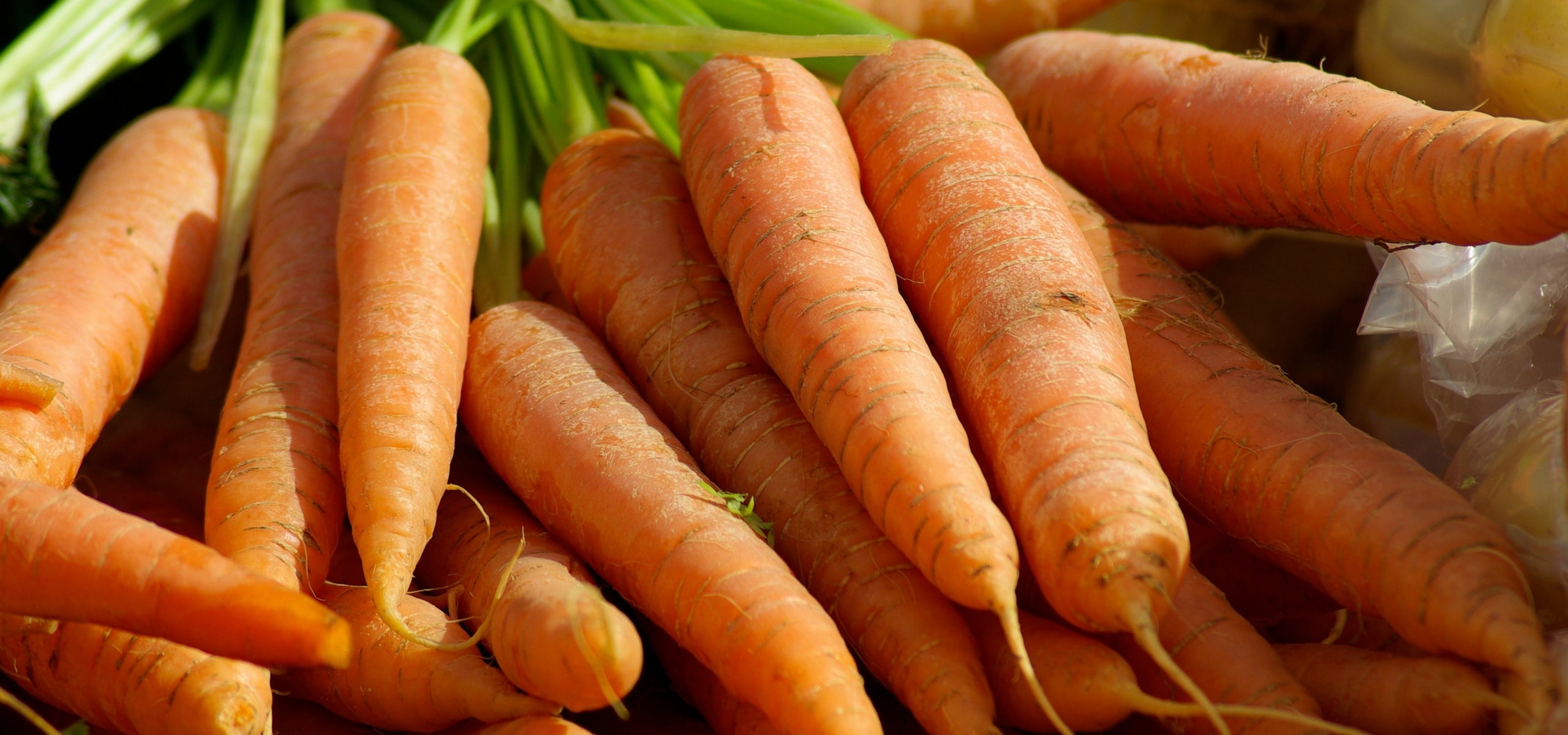 Carrot: Sowing, Growing and Harvesting in the Vegetable Garden