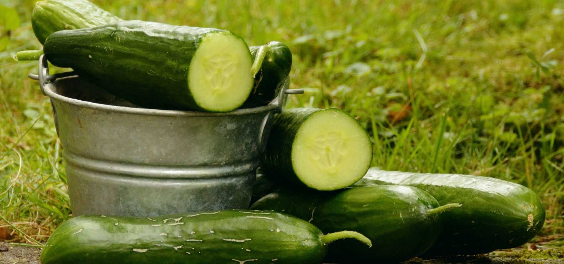 Growing Cucumbers and Gherkins Successfully