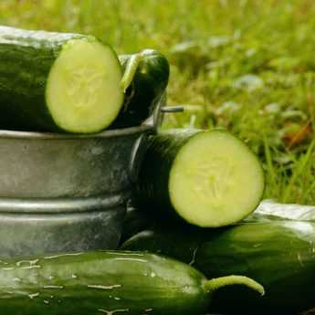 Growing Cucumbers and Gherkins Successfully