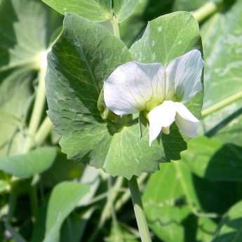 Growing Peas Successfully