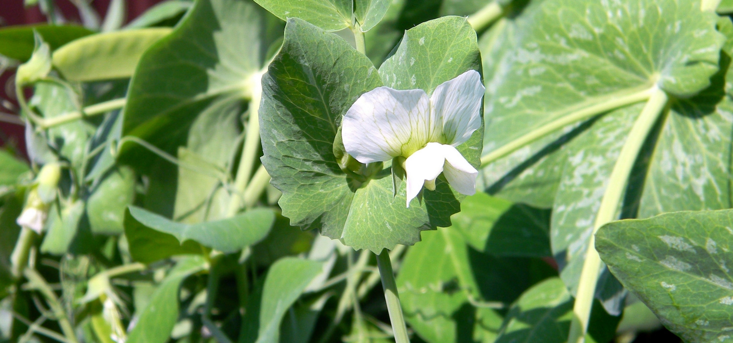 Growing Peas Successfully