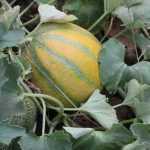 Growing Melons Successfully