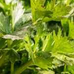 Succeeding in growing celery