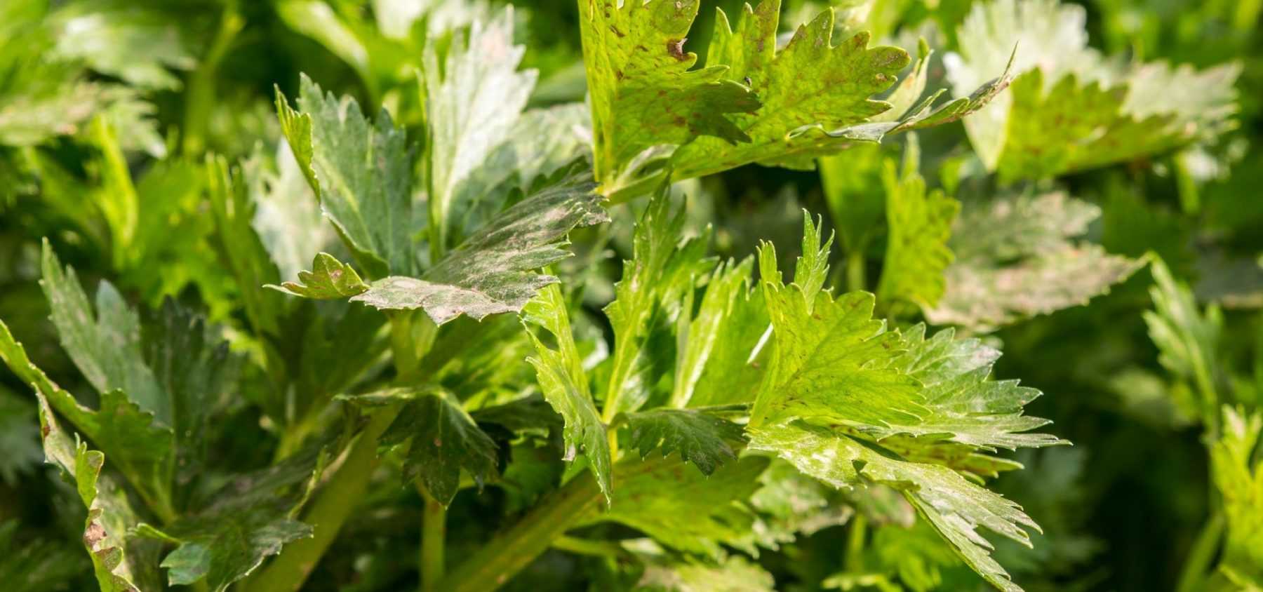 Succeeding in growing celery