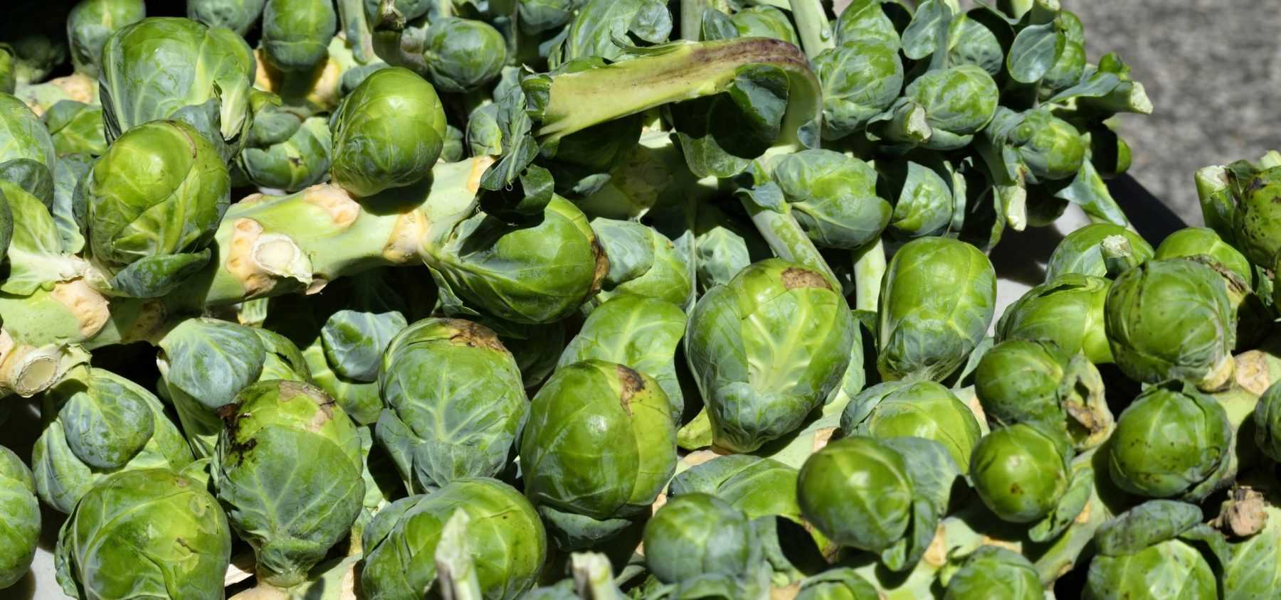 Growing Brussels Sprouts Successfully