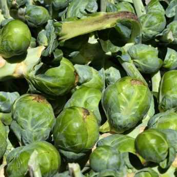 Growing Brussels Sprouts Successfully