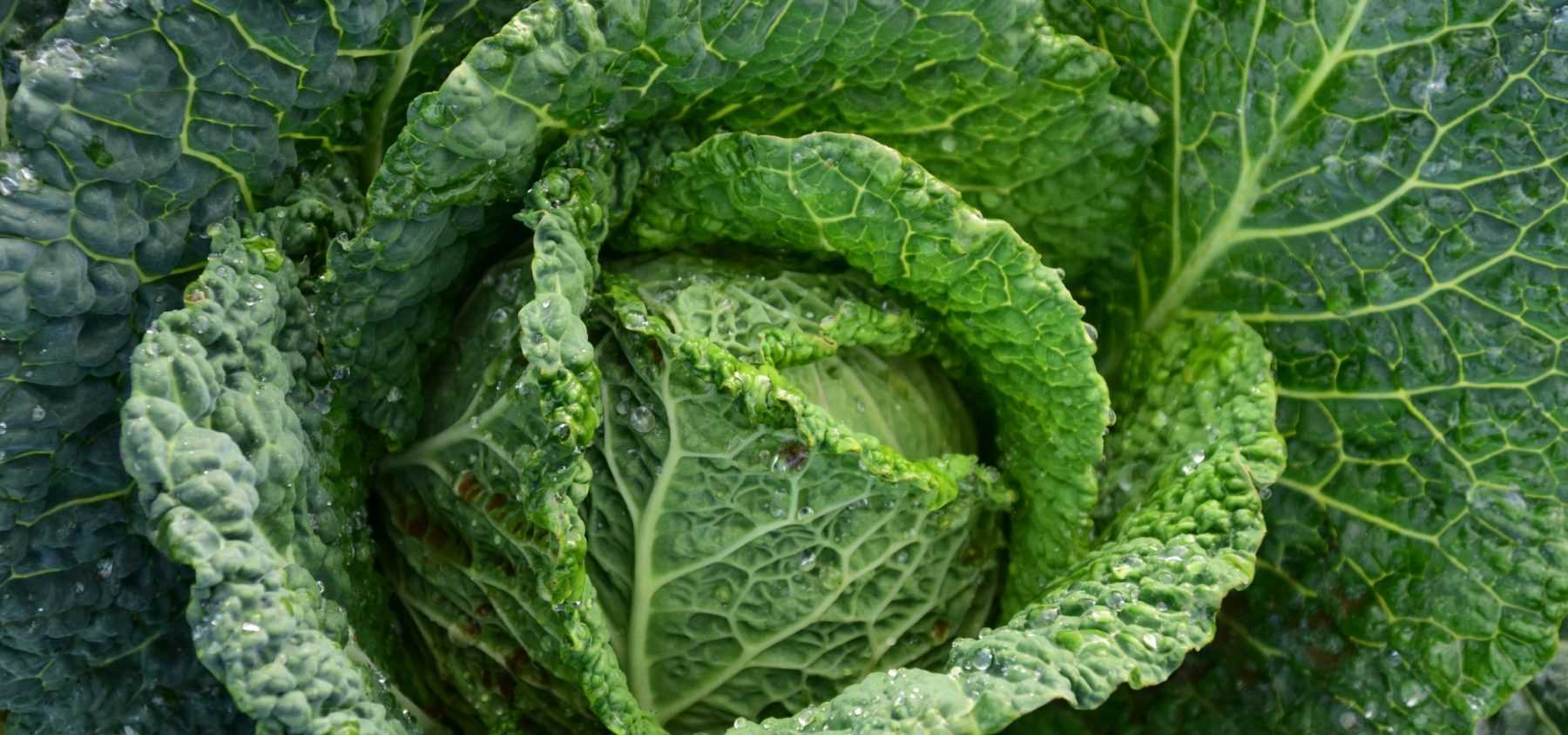 Growing Cabbage and Savoy Cabbage
