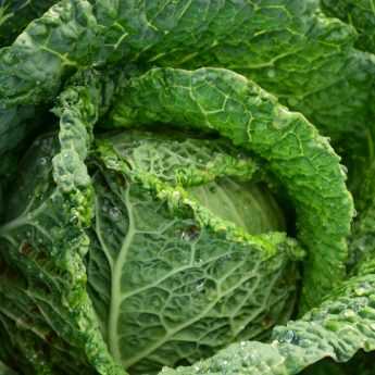 Growing Cabbage and Savoy Cabbage