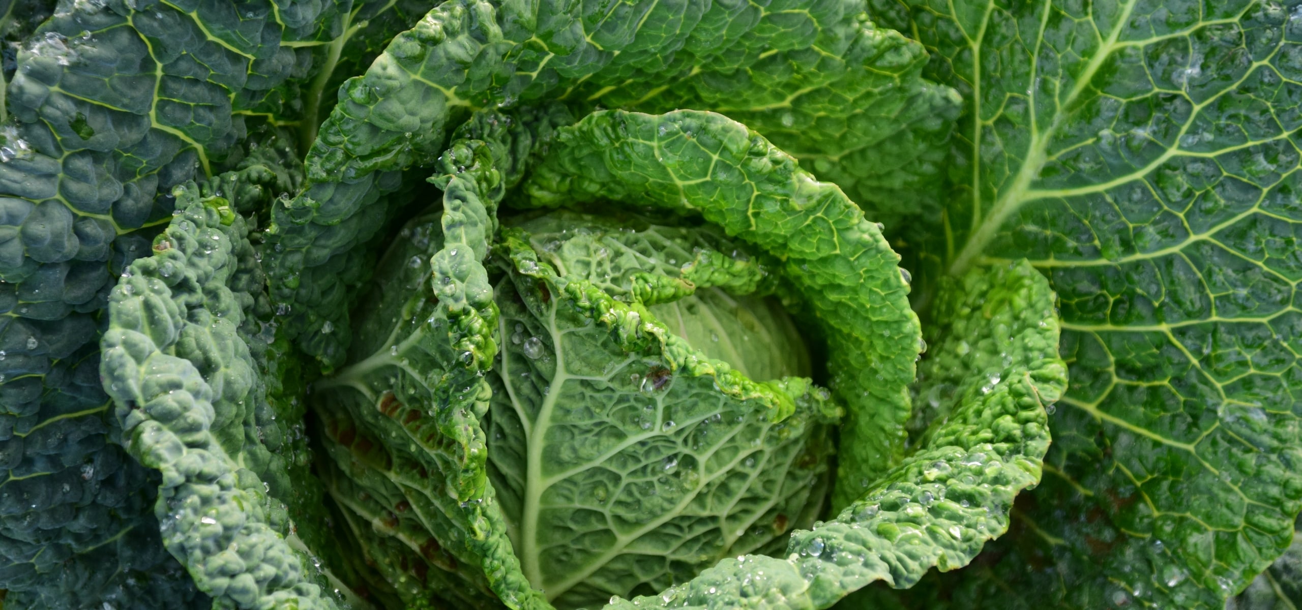 Growing Cabbage and Savoy Cabbage