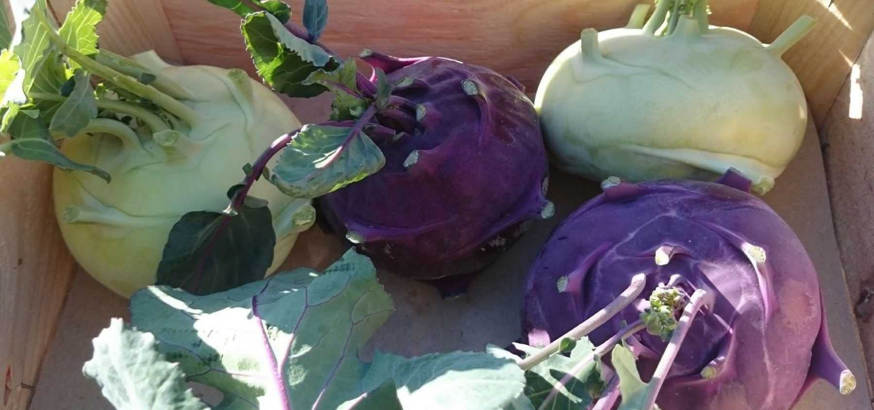 Growing Kohlrabi Successfully