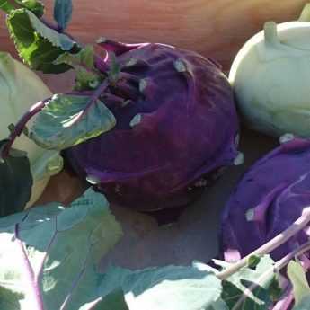 Growing Kohlrabi Successfully