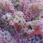 Growing kale and curly cabbage in the vegetable garden