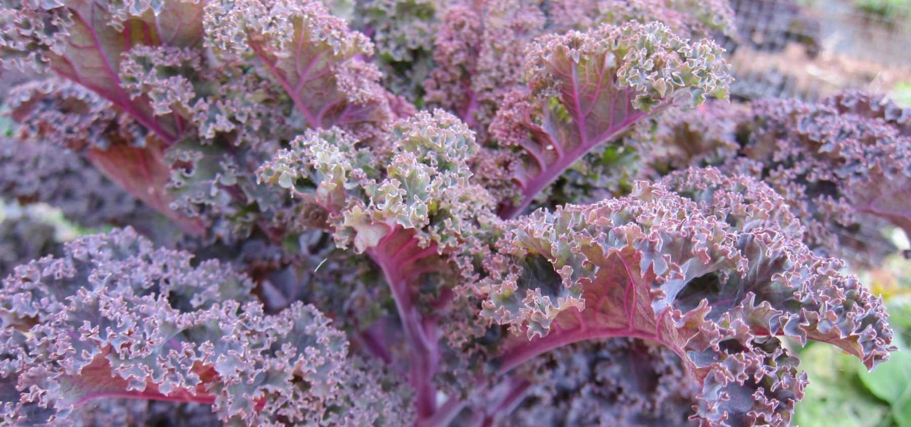Growing Kale and Curly Kale in the Vegetable Garden