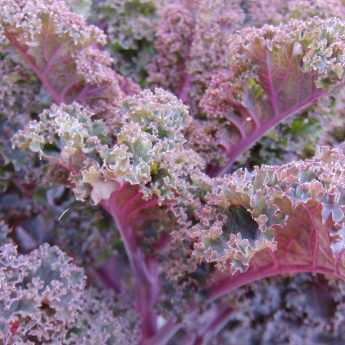 Growing Kale and Curly Kale in the Vegetable Garden