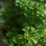 Succeeding in growing parsley