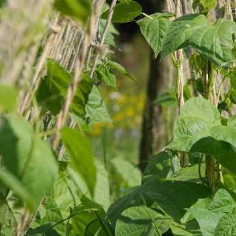 Staking climbing vegetable varieties