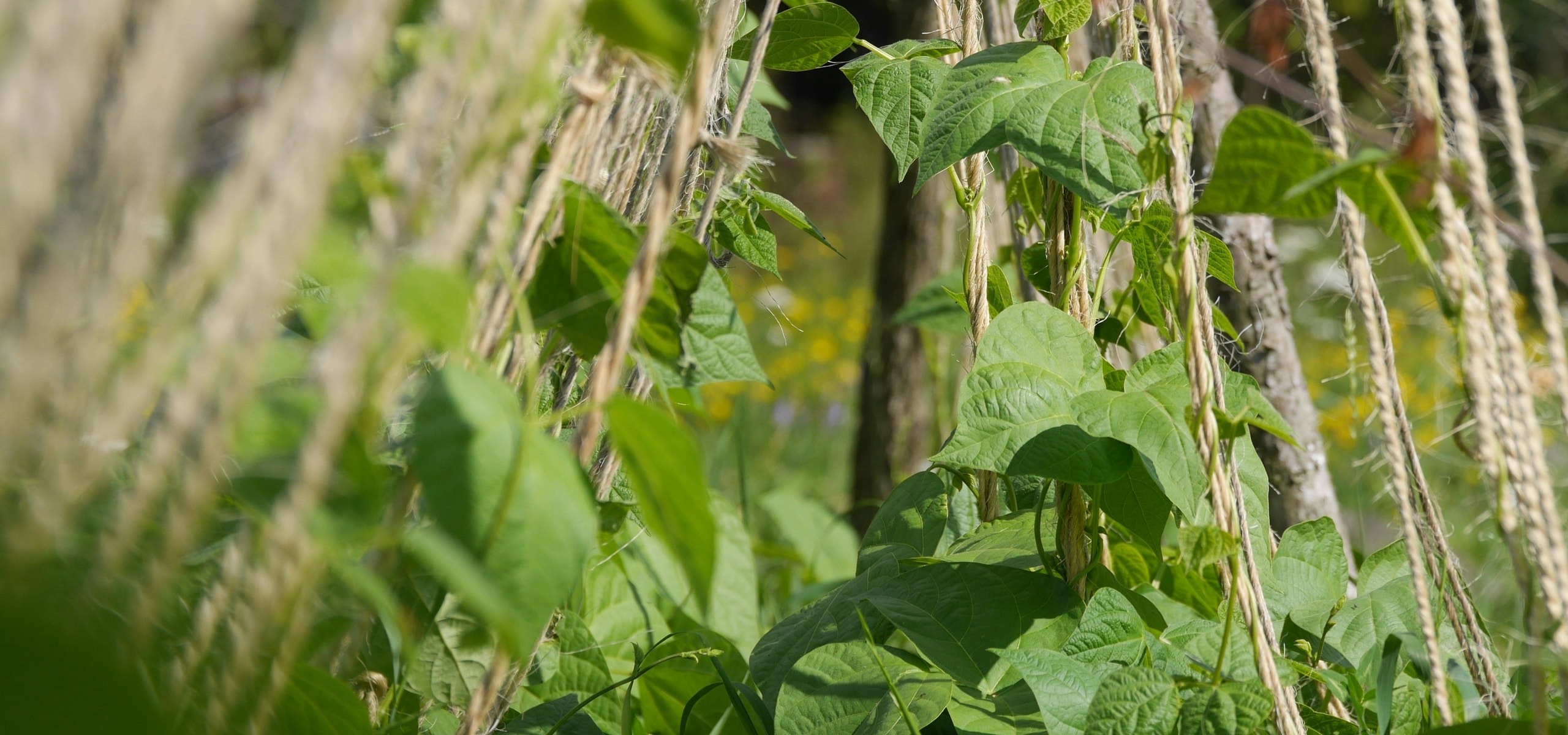 Staking climbing vegetable varieties