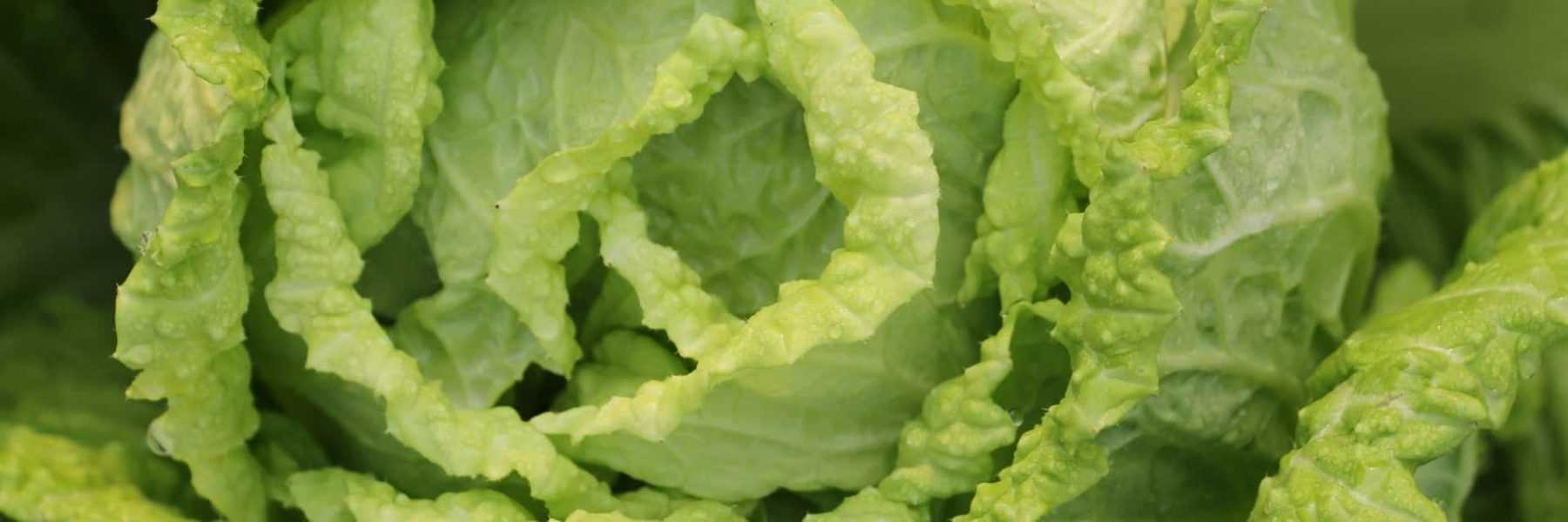 Growing Chinese Cabbage Successfully