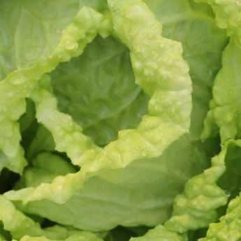 Growing Chinese Cabbage Successfully