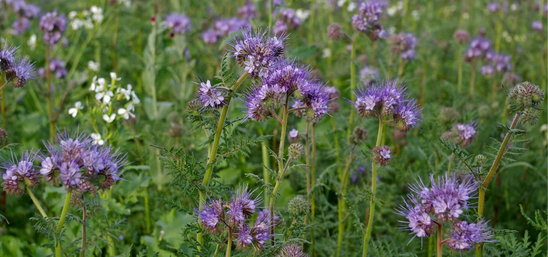 Green Manures: Why and How?
