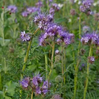 Green Manures: Why and How?