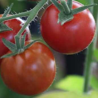 Growing Tomatoes Successfully