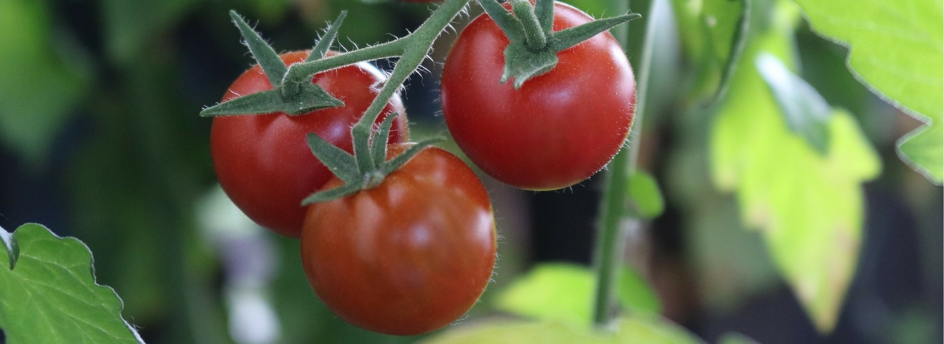 Growing Tomatoes Successfully