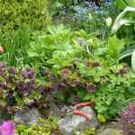 Caring for Oriental Hellebores in 5 Simple Steps