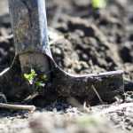 Feeding the Soil Naturally