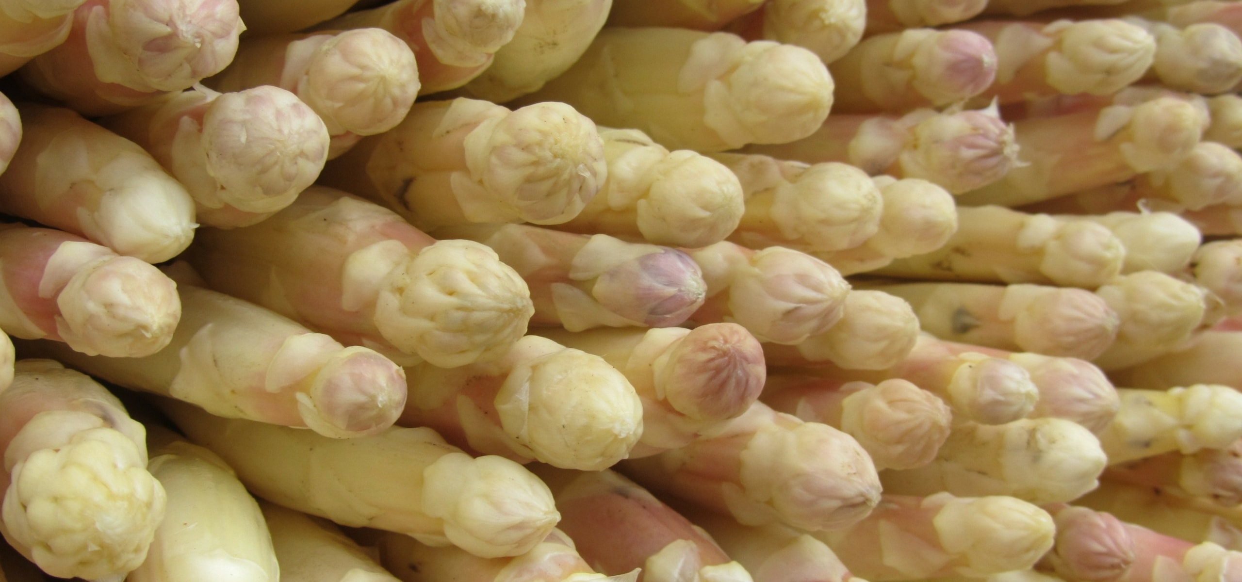 Growing Asparagus Successfully