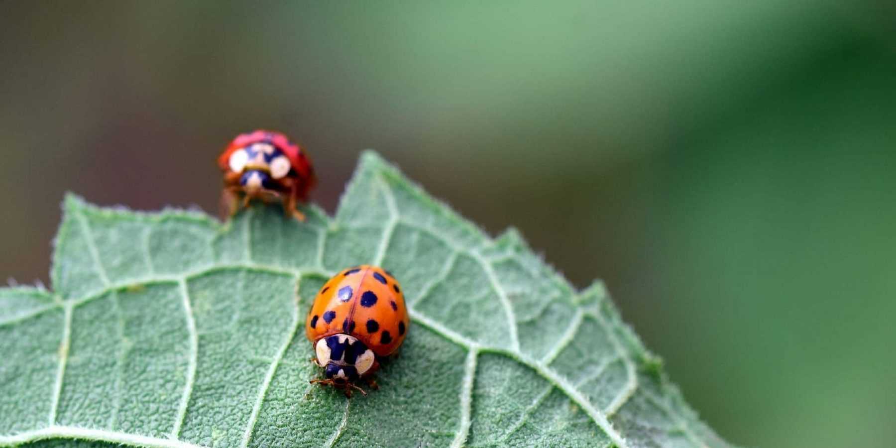Biological control in the garden: attract beneficials to protect your crops naturally