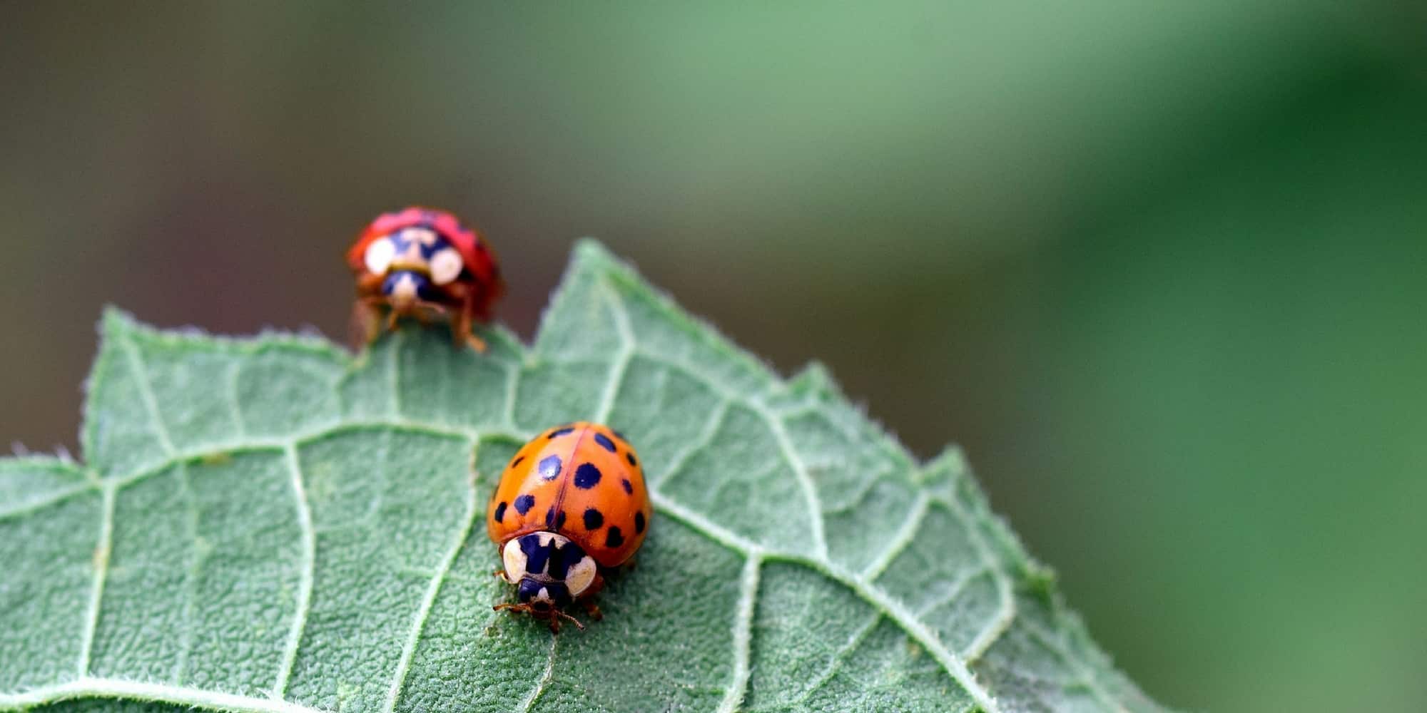 Biological control in the garden: attract beneficials to protect your crops naturally