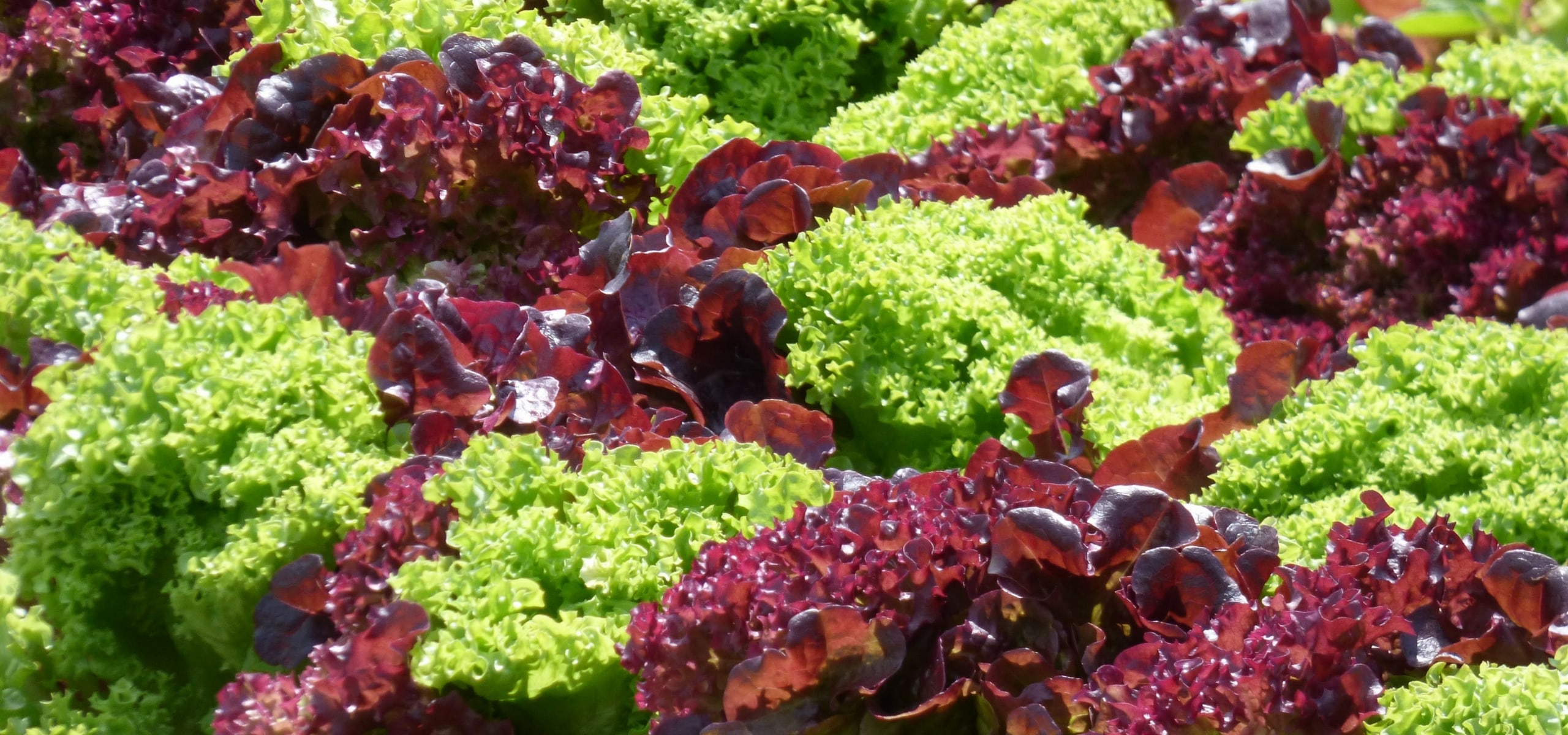 Growing Lettuce Successfully